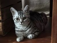 Wunderschöne reinrassige BKH Kitten, nur noch 1 Mädchen da...