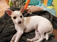 Chihuahua Welpe Rüde