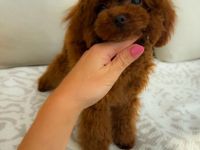 Toy Pudel Schöner Junge!