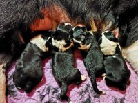 Border Collie Welpen