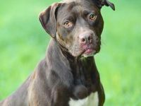 Ronja in 24628 Hartenholm sucht ihr Für-immer-Zuhause