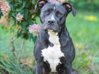 Abby in 24628 Hartenholm sucht ihr Für-immer-Zuhause