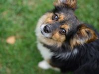 Wer schenkt Luca ein liebevolles Für-Immer-Zuhause?