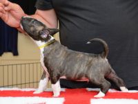 Bullterrier Welpen aus FCI-Zucht abzugeben