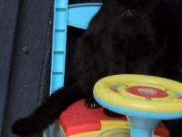 Morle sucht für immer zuhause