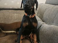 Dobermann Welpen