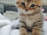 BKH Kitten abgabebereit !!!! 2xgeimpft!!!!