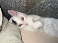 Katzenbaby sucht zuhause