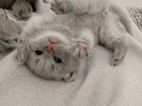 Reinrassige Britisch Kurzhaar (BKH) Kitten abzugeben 🐾