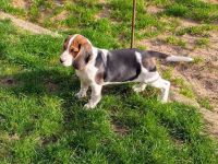 Beagle Mädchen abzugeben !