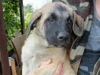 Treue Seele Tano ist bereit für die Welt