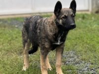 Hübsche Tinca sucht aktives Zuhause