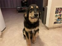 Wonneproppen Mustang ist bereit für seine Zweibeiner