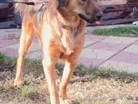 Niko ein toller Familienhund