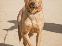 Bambi, herzallerliebst. Volltreffer für Familien