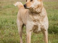 Manci, richtiges Powerpaket sucht aktive Menschen