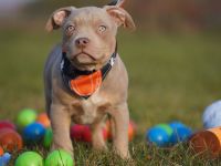 Wunderschöne Reinrassige American Bully Pocket Welpen mit ABKC Papiere