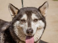 Zoe, agile Husky-Mischlingshündin freut sich auf Eure Zuschriften