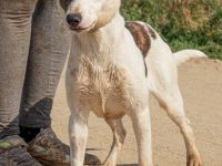 Lianda, junges süßes Mädel sucht Familienanschluß