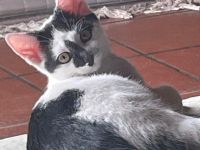 Käthchen, Stupsi und Flora