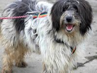 Taavis Abenteuer beginnt: Wuschelhund sucht sein Happy End
