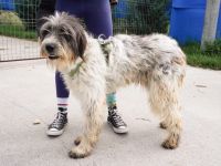 Taavis Abenteuer beginnt: Wuschelhund sucht sein Happy End
