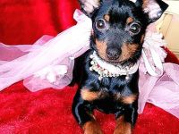 Prager Rattler Welpe weiblich Black and tan- Abgabebereit