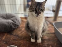 Miss Bowle - Ein charmantes Zuhause gesucht