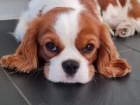 Cavalier King Charles Spaniel