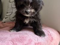 Pekingese zu vergeben