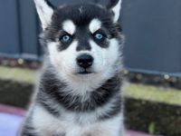 Husky Welpen Mix