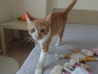 Klay ist bereit, dein bester Freund zu werden