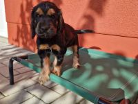 Cocker Spaniel engl. Welpen