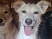 Für Menschen mit Herz und Geduld: Tofu wartet auf ihr Wunder