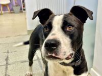 Gute Laune Hund Bootsmann sucht dich