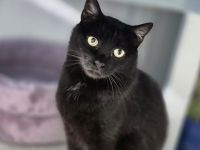 Schwarze Schönheit Tamy sucht ihr Zuhause