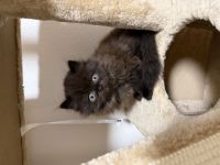 1 Perser Chinchilla Kätzchen sucht ihr Traumzuhause! 💖