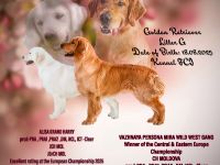 Exklusive Golden Retriever Welpen mit FCI-Papieren aus Champion-Linie – gesund, typvoll und liebevol