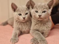 Ab sofort abgabebereit! Russisch Blau Kitten mit Stammbaum aus seriöser Zucht!