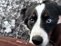 Mini Australien Shepherd