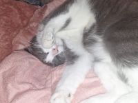 Hauskatze sucht neues Zuhause