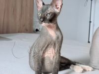 Süße Don Sphynx Kätzchen mit Schnurrhaaren