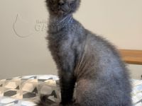 Süße Don Sphynx Kätzchen mit Schnurrhaaren