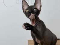 Süße Don Sphynx Kätzchen mit Schnurrhaaren