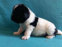 Neufundlander - Welpen mit FCI Ahnentafel