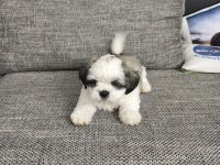 Ich verkaufe einen Shih tzu welpen