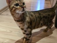 Bengal Männchen Mika