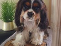 Cavalier King Charles Spaniel Rüde 9 Monate mit Papiere