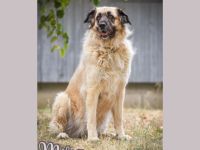 Seelenhund Mira wartet im Tierheim Forchheim auf ihr Für-Immer-Zuhause
