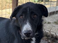 Tessa, sensible, liebe Hündin auf der Suche nach Menschen für Immer, 2 Jahre, 58 cm